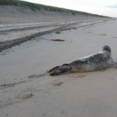 Jonge zeehond Zandvoort